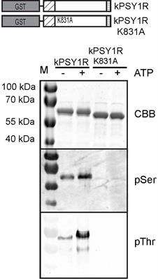 Activation of the LRR Receptor-Like Kinase PSY1R Requires Transphosphorylation of Residues in the Activation Loop